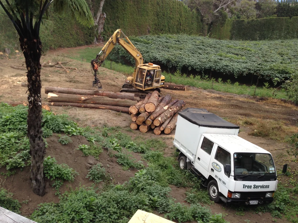 cutting edge tree services removing a tree in tauranga